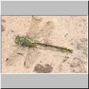 Gomphus pulchellus - Westliche Keiljungfer 09.jpg